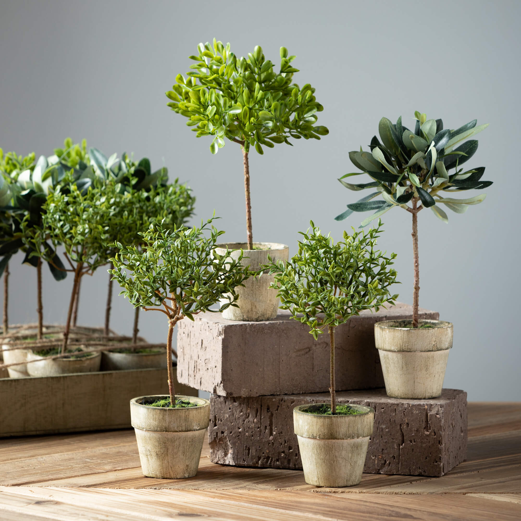 Rustic Potted Mini Tree