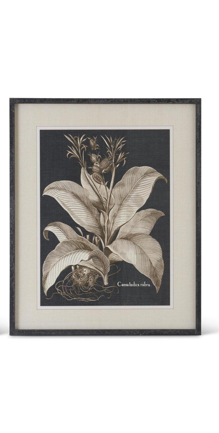 Wood Framed Black & White Olive Print, Canna Indicta Rubra