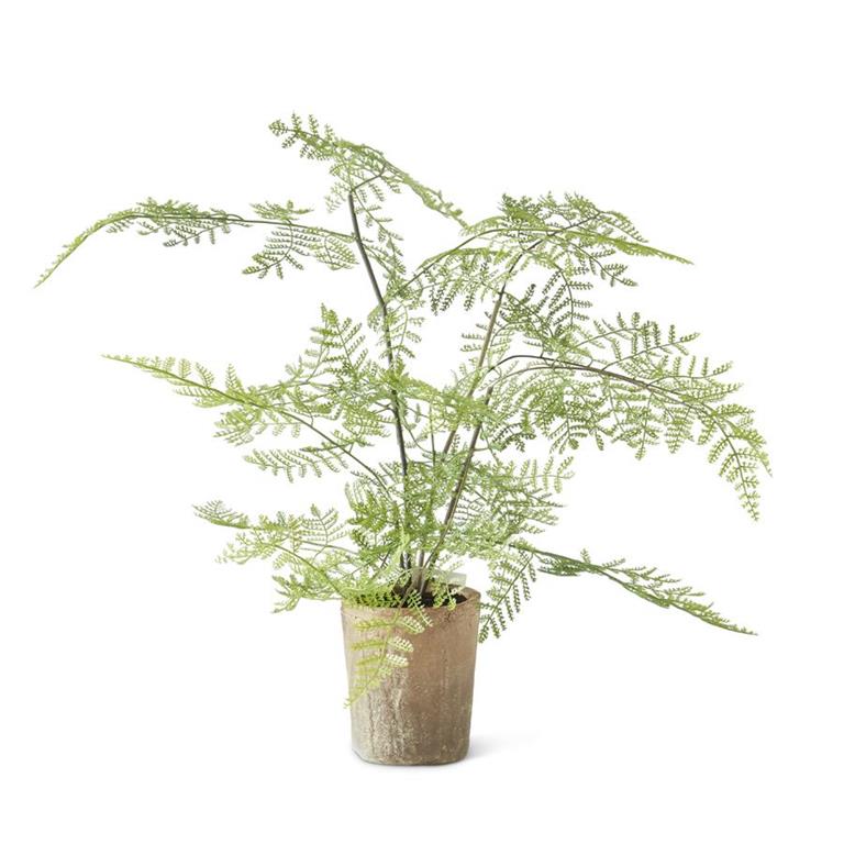 21 INCH FERN IN CERAMIC POT