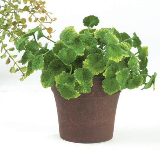 small foliage house plants MINI FOLIAGE PLANT #3 – Fig & Fern