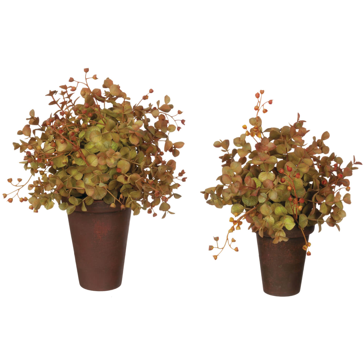 EUCALYPTUS POTTED ORB