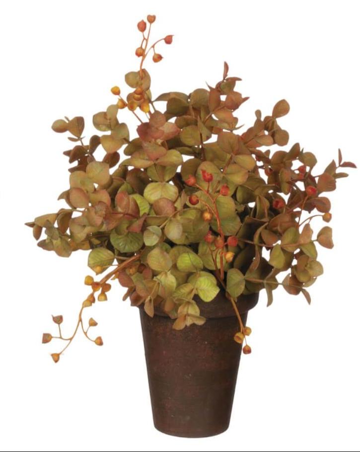 EUCALYPTUS POTTED ORB