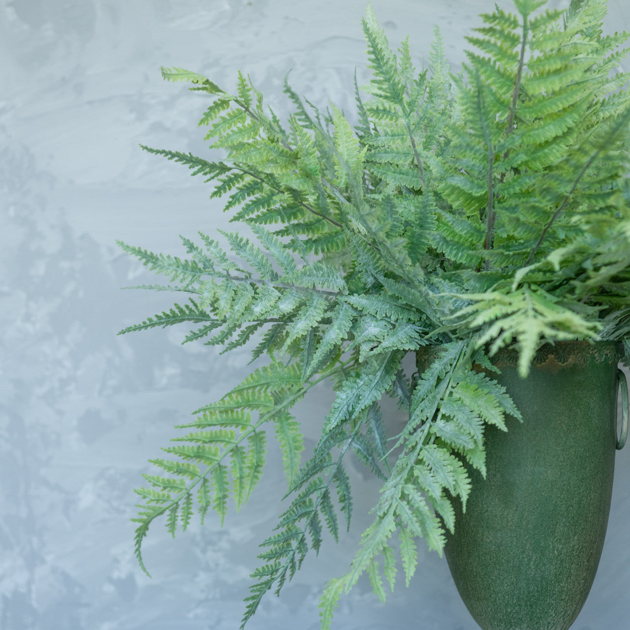 WHITEWASHED BOSTON FERN BUNDLE