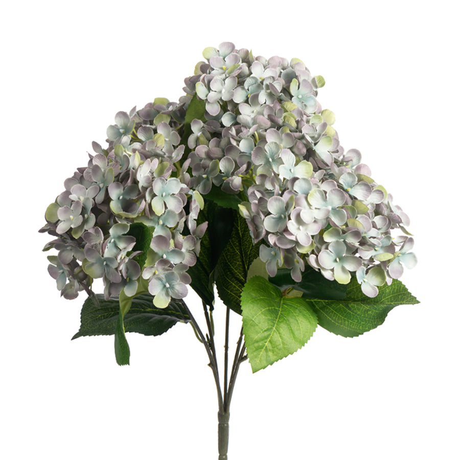 Helio Hydrangea