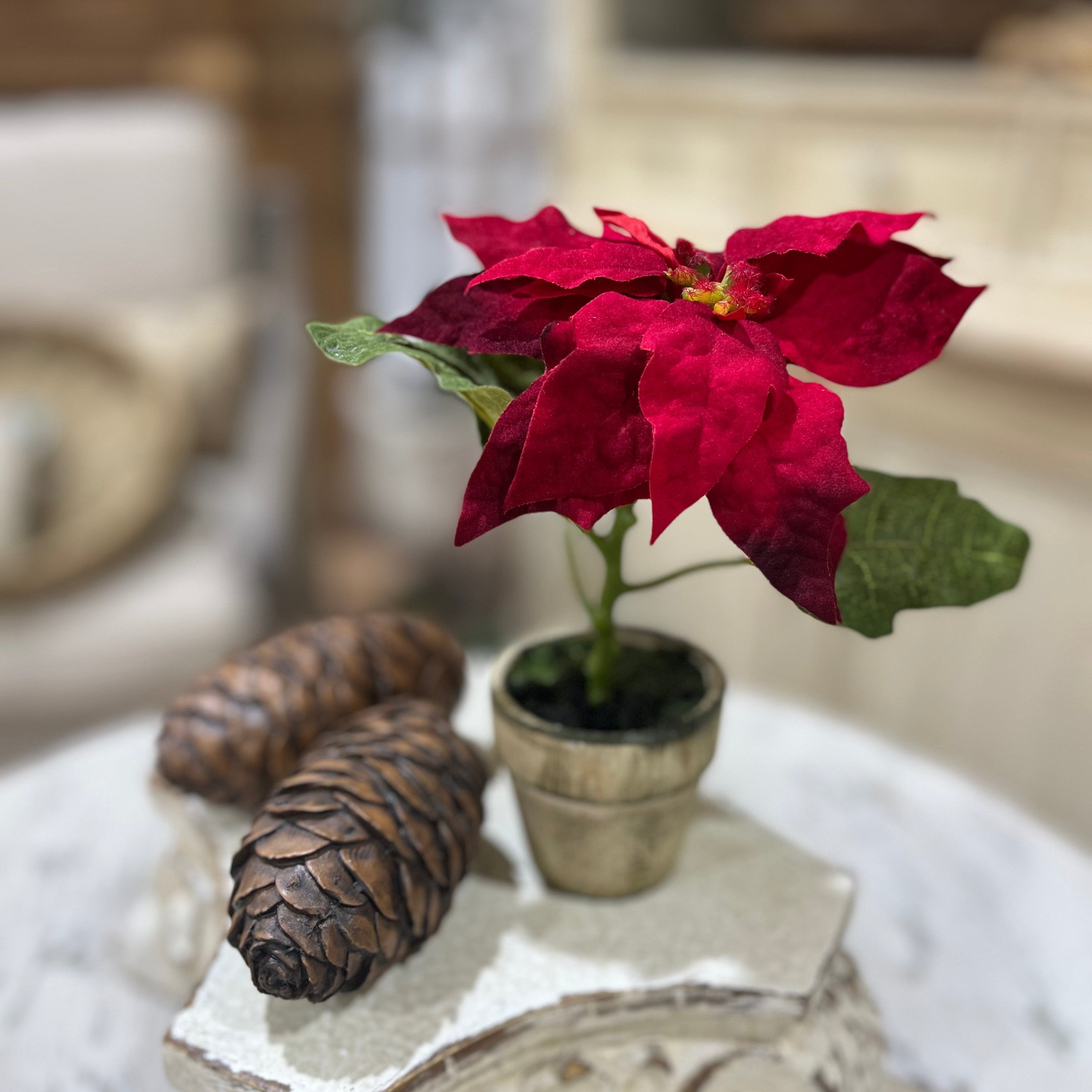 Potted Red Poinsettia