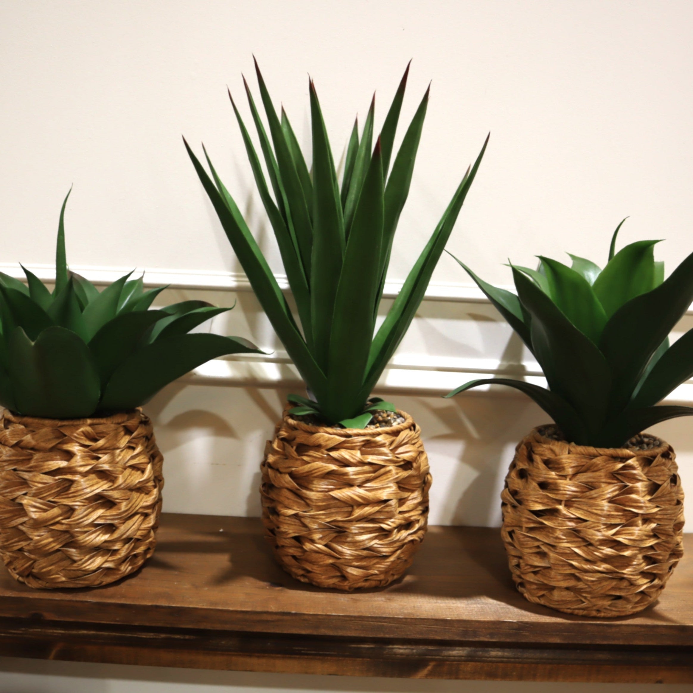 Tropical Foliage Plant in Woven Round Pot