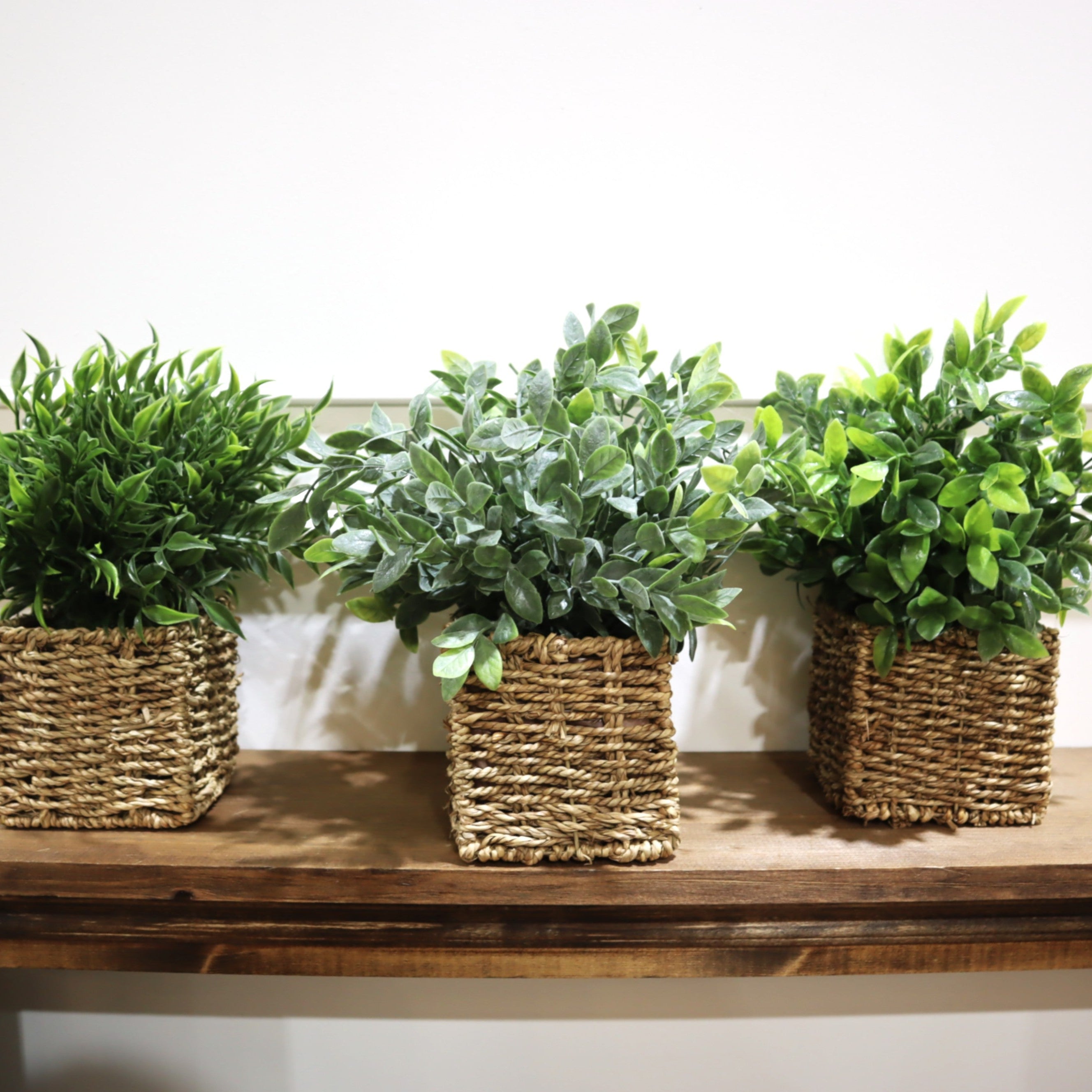 Assorted 13 Inch Herb in Square Woven Basket