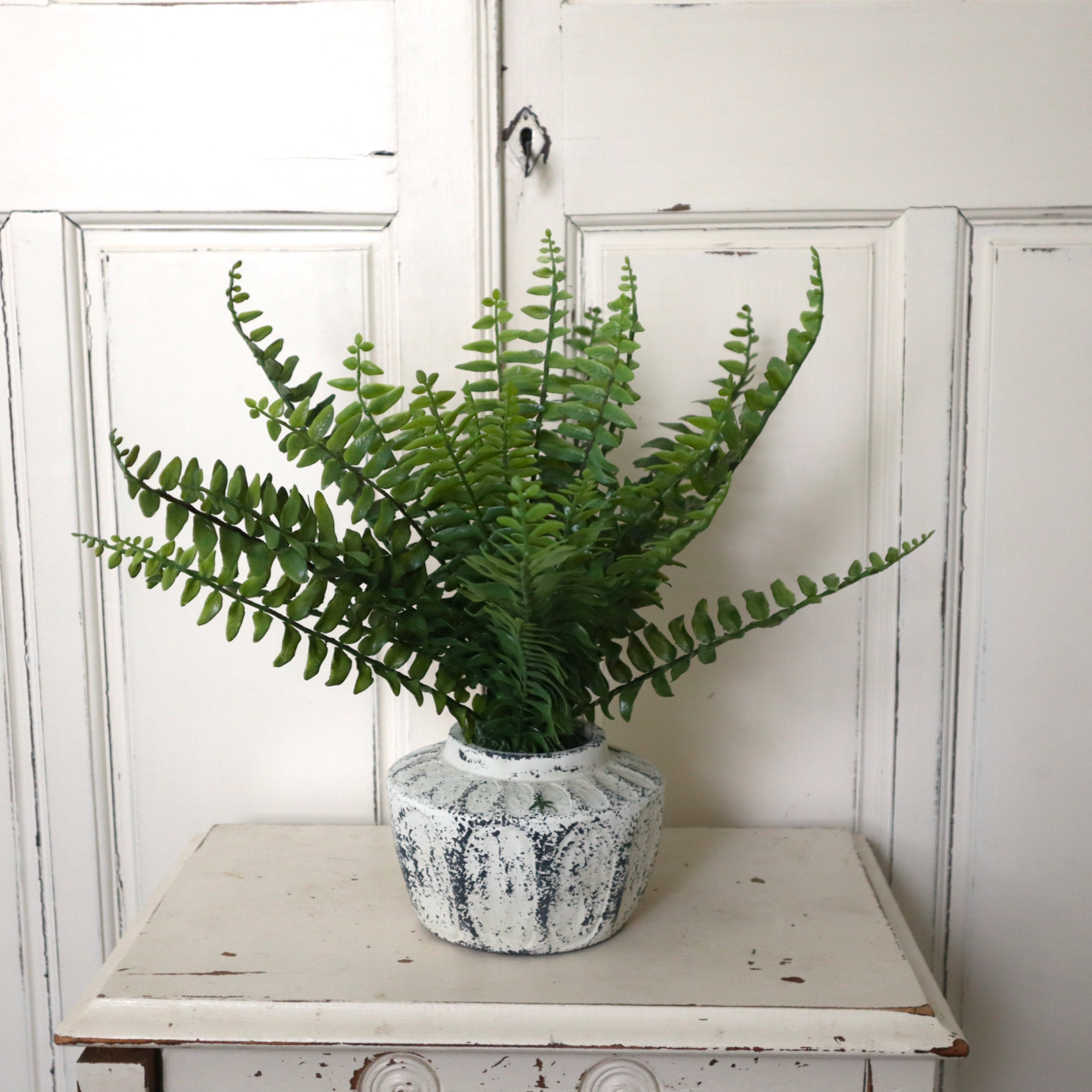 Boston Fern Bush