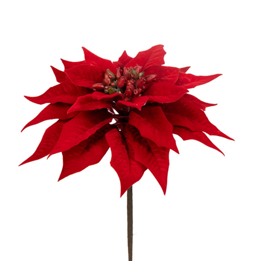 Red Poinsettia