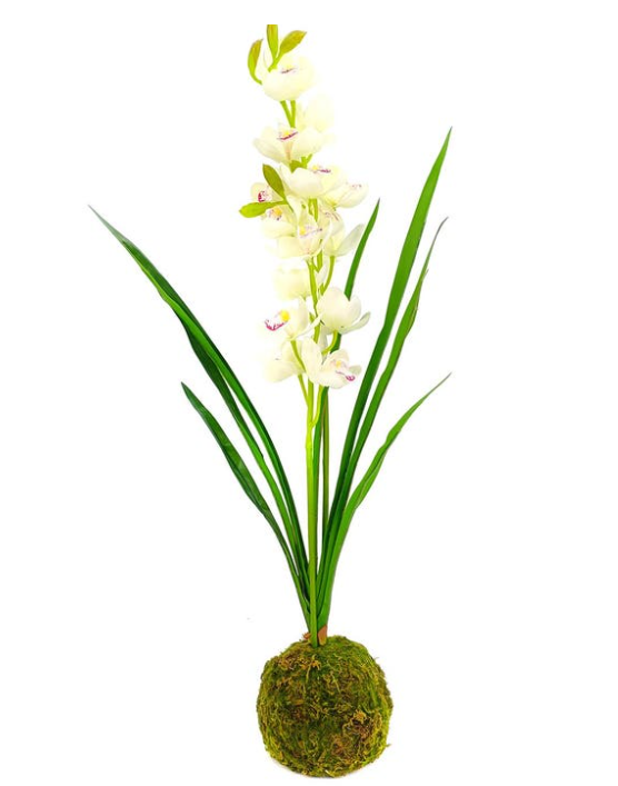 White Cymbidium In Moss Ball