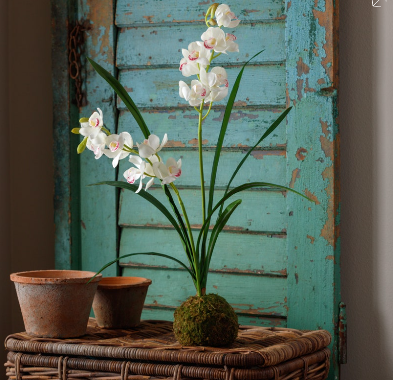 White Cymbidium In Moss Ball