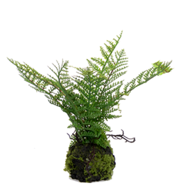 Small Fern Drop Ins