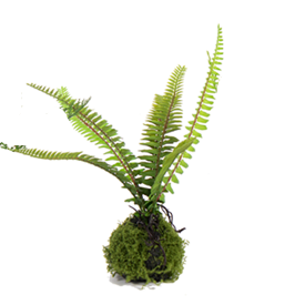Small Fern Drop Ins