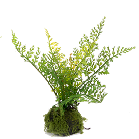 Small Fern Drop Ins