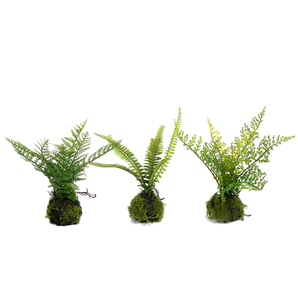 Small Fern Drop Ins