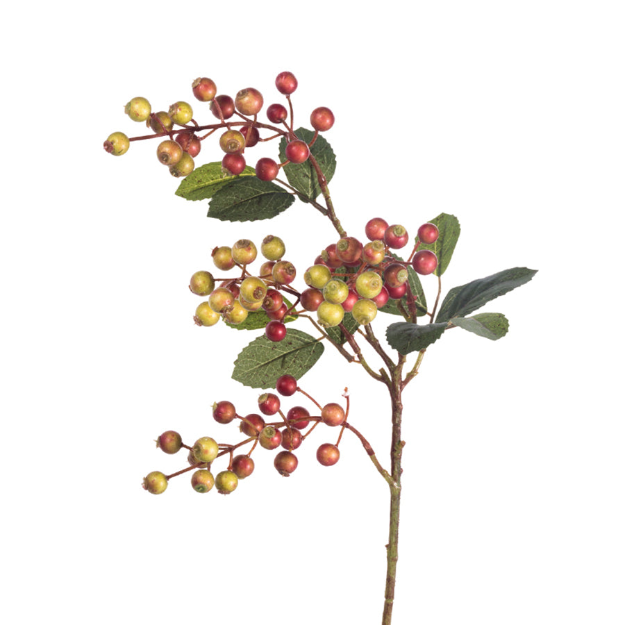 Rose Berry