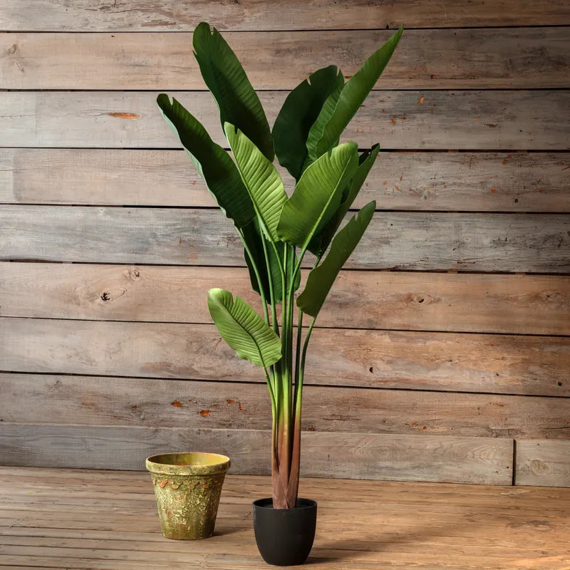 Potted Bird of Paradise Plant