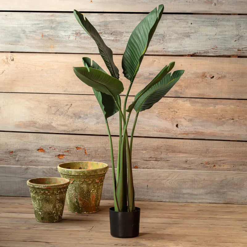 Potted Bird of Paradise Plant