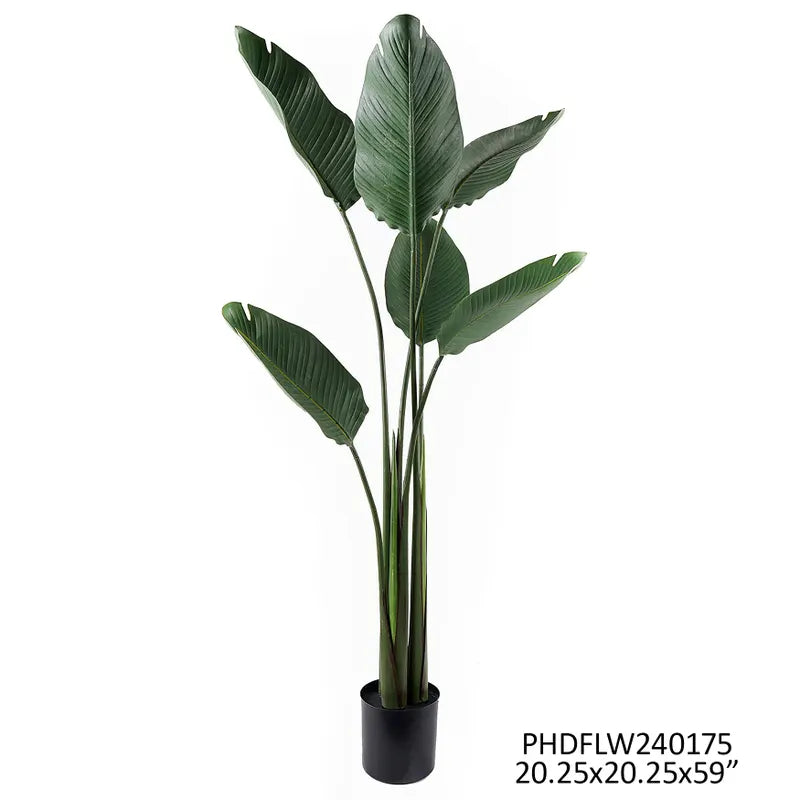 Potted Bird of Paradise Plant