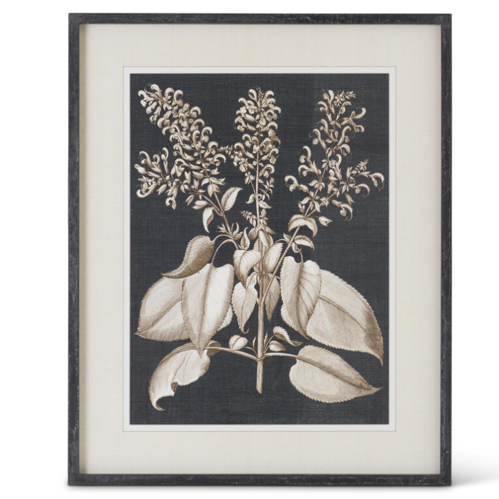Wood Framed Black & White Olive Print, Canna Indicta Rubra