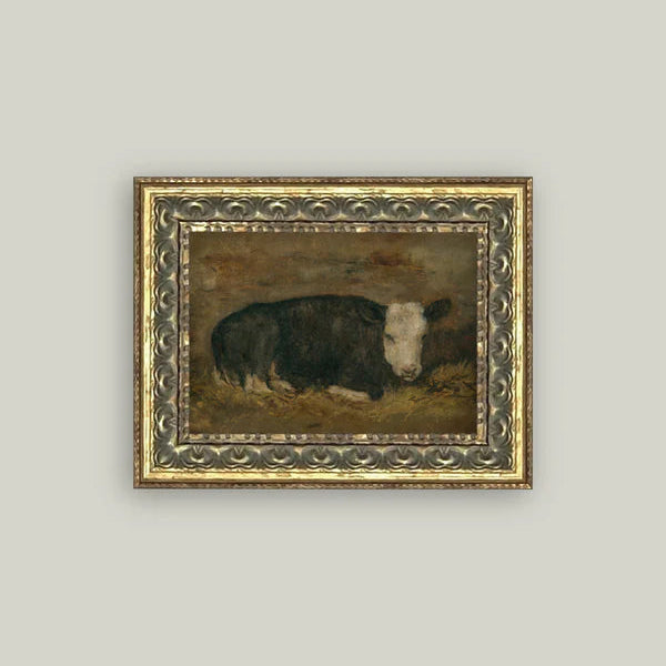 Lying Cow in Shed