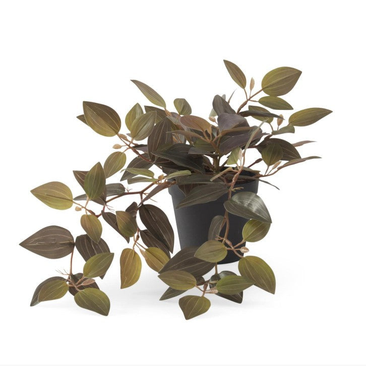 Black Jewel Orchid Plant
