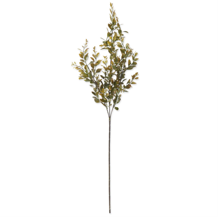 Green Boxwood Stem