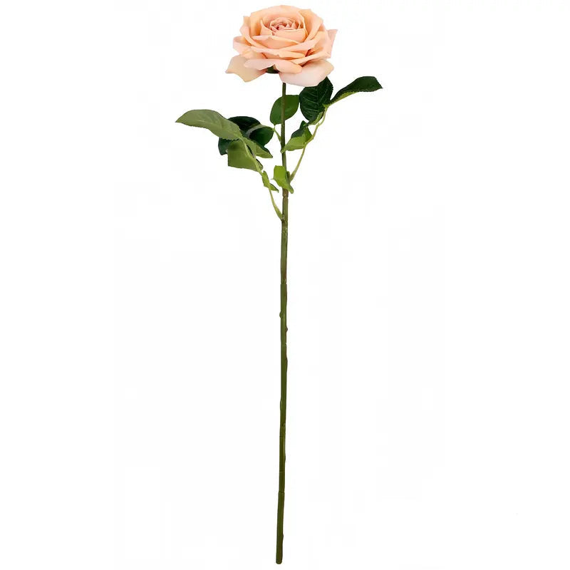 Dutchess Rose Cameo Stem
