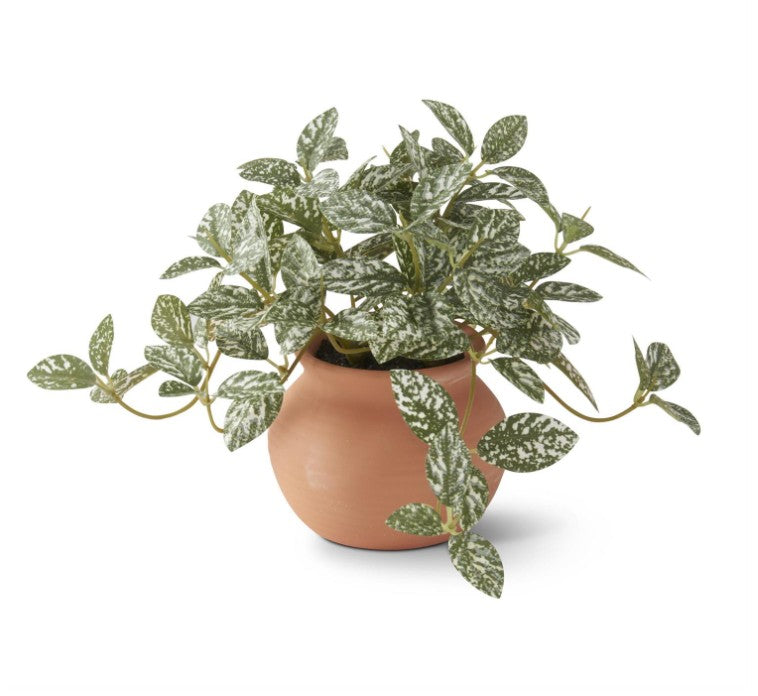 Ceramic Potted Plants