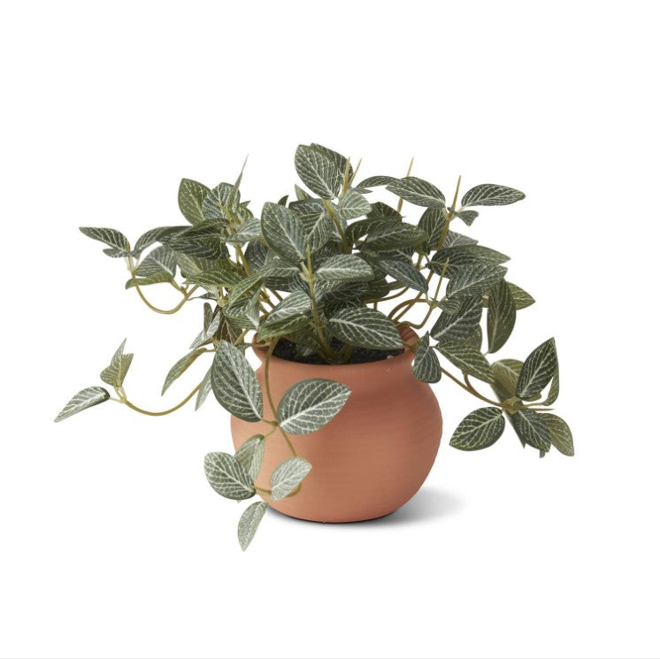 Ceramic Potted Plants