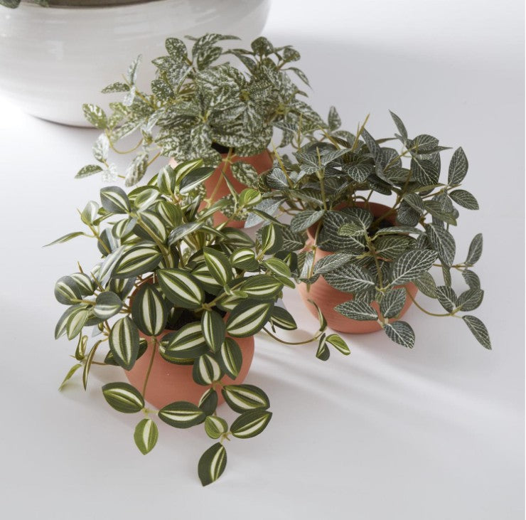 Ceramic Potted Plants
