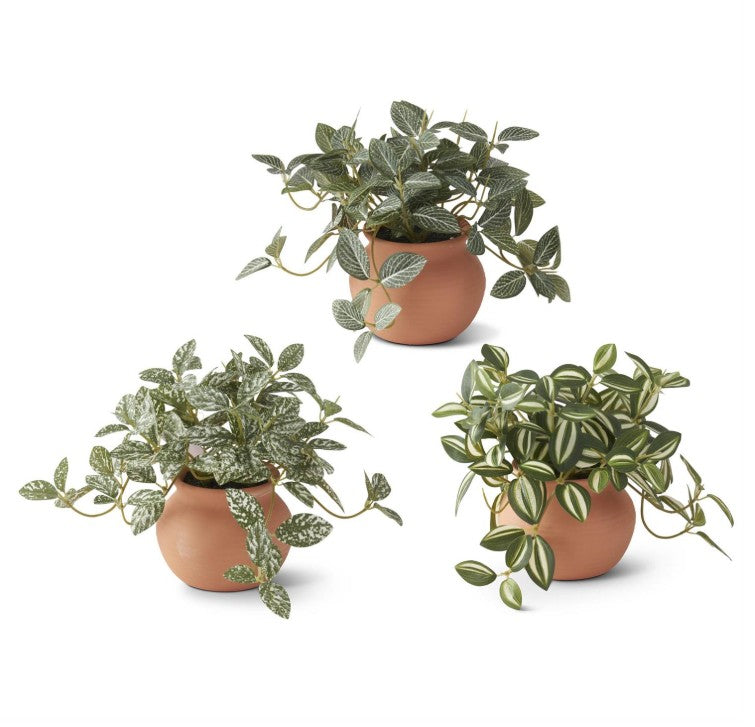Ceramic Potted Plants