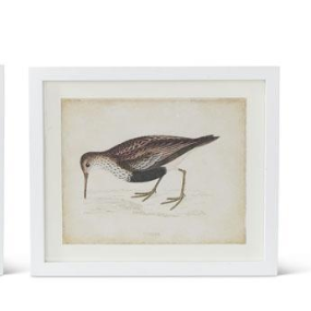 White Wood Framed Coastal Bird Prints (6 Styles)