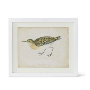 White Wood Framed Coastal Bird Prints (6 Styles)