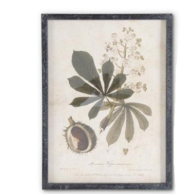 Dark Fir Wood Framed Botanical Prints