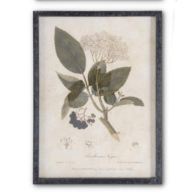Dark Fir Wood Framed Botanical Prints
