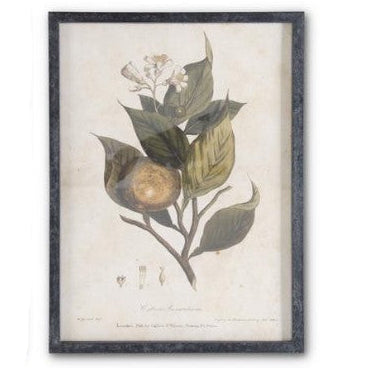 Dark Fir Wood Framed Botanical Prints