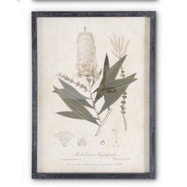 Dark Fir Wood Framed Botanical Prints