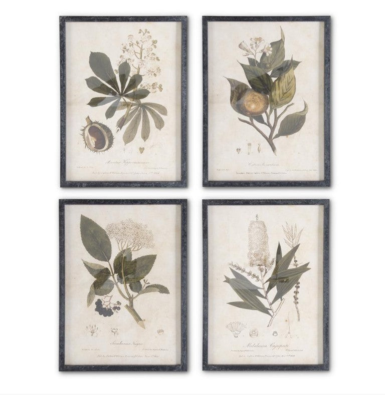 Dark Fir Wood Framed Botanical Prints