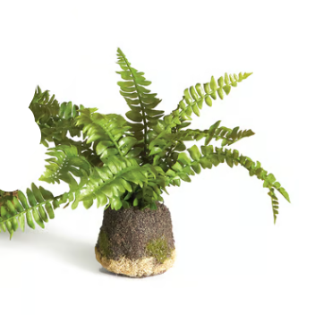 BOSTON FERN DROP-IN