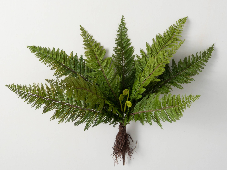 FULL FROND FERN BUSH