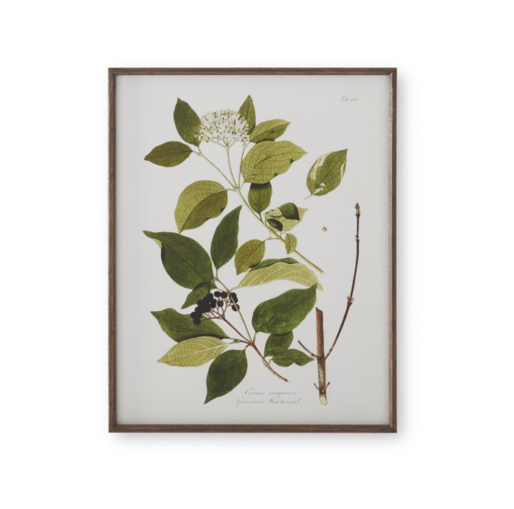 Dark Wood Framed White & Green Botanical Prints
