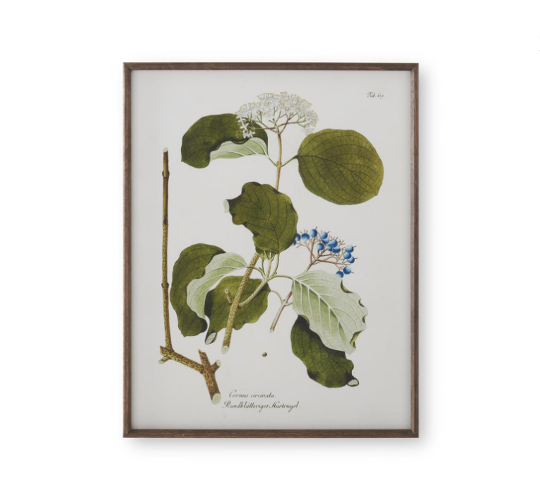 Dark Wood Framed White & Green Botanical Prints