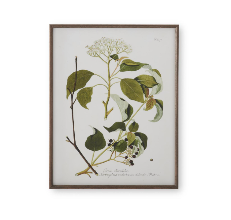 Dark Wood Framed White & Green Botanical Prints