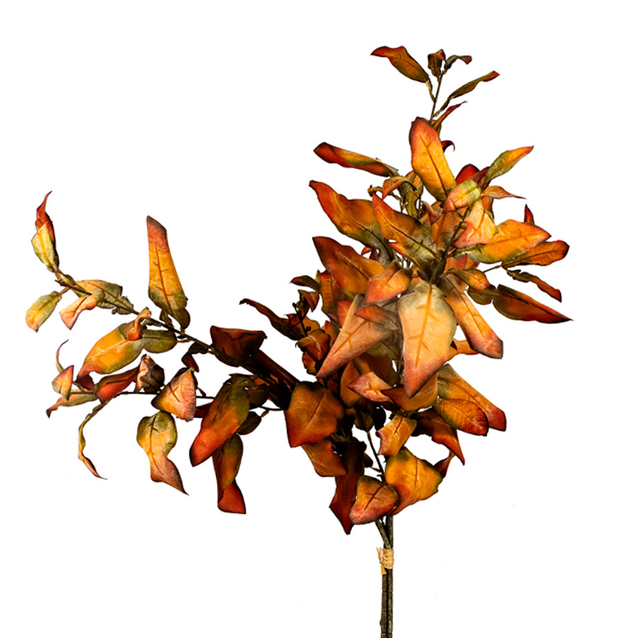 Dried Lemon Leaf Bundle, Orange