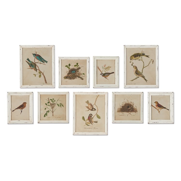 FRAMED AVIARY BIRD & NEST HABITAT PRINTS