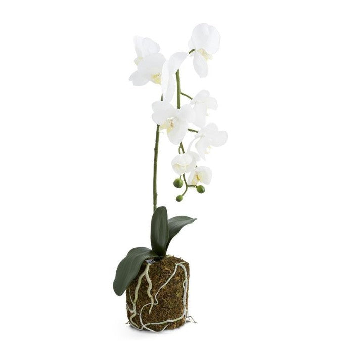 Orchid in Moss Pot