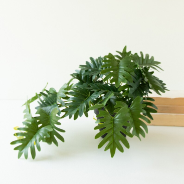 Artificial Mini Philodendron in a Black Plastic Pot