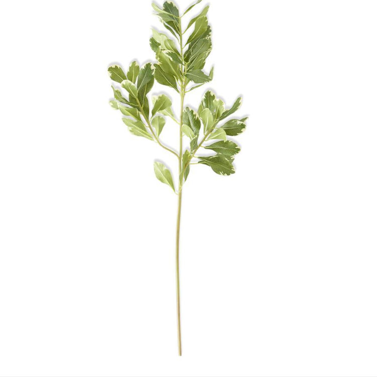 Pittosporum Leaf Stem