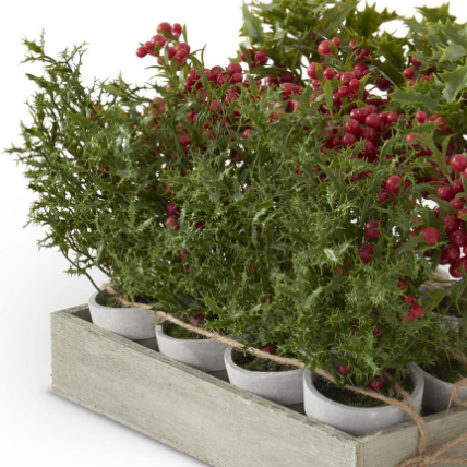 Potted Red Holly Berry